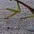 Ninety Five Seconds With A Chinese Mantis
