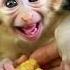 A Baby Monkey S Sweet Smile Is Nature S Way Of Saying Be Happy