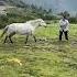 Shaky Shaky Gone Wrong Until The Horse Had Other Plans Dance WhatsApp Lyrics Status