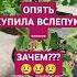 Опять купила ВСЛЕПУЮ ЗАЧЕМ Shorts сад гортензия Garden Hydrangea гортензияуход
