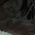 Jurassic World Rebirth NEW TRAILER Raptor