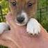 Fauna The BaSheltie Basenji Sheltie Shetlandsheepdog