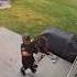 This Little Boy Cares About His Dog More Than Himself