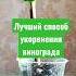 Лучший вариант проращивания черенков винограда черенки саженцы виноград укоренение черенкование