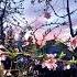 Spring Is Here Flowers Gardens Spring Shorts Music Garden Nature Shortvideo Blooming Short