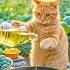 The Cooking Cat Making Eating Cabbage