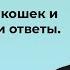 Гемодиализ для кошек и собак вопросы и ответы Лектор Алексей Новосельцев