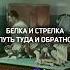 Белка и Стрелка История собак побывавших в космосе белкаистрелка собака космос научпоп факты