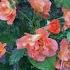 Роза Вестерленд в моем саду 2 09 21 Kordes 1969 Германия Westerland Rose In My Garden Shorts