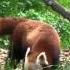 Red Panda At Sequoia Park Zoo Eureka CA