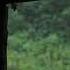 Tropical Rain On Tin Roof In The Jungle Fall Asleep Fast To Relaxing Rain Sounds Nature Sleep Aid