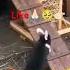 1Oltin Quyoncha Obuna Boʻling Qiziqarli Ma Lumotlar Rabbit Obuna Quyon Money Pul Funny