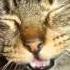 Snoop Lion Smoke The Weed Music Lyrics