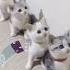 Video Kucing Lucu Menggemaskan Cat