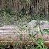 Live Play With Giant Panda Cubs 来陪熊猫宝宝玩耍呀