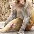 Poor Injured Monkey Is In Pain We Should Help These Monkeys Viral Shorts Trending Monkey Video