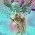 Wassim Younes Hikayat MIICHII Remix Camel Riders