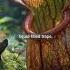 EATEN BY A PLANT The DARK LEGENDS Of Carnivorous Trees