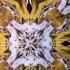 Colorado Kaleidoscope Company Datsik Buckshot