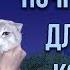 ДОБРОЕ УТРО ДОРОГОЙ УЮТНАЯ БОЛТОВНЯ С УТРЕЦА ЖДЕТ ТЕБЯ