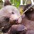Милые детёныши животных Cute Baby Animals 4K Релакс видео с приятной музыкой в Ultra HD