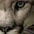 Puma Roar Sound Effect