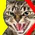 ANTI CATS REPELLENT SOUND KEEP CATS AWAY ULTRASONIC SOUND