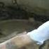 Man Selecting Cobras For Snake Show Selection Of Snakes For The Snake Show Cobra SLAP