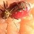 Los MOSQUITOS EXPLOTAN Shorts Curiosidades Explosion Mosquito Mosquitos Explota Viral