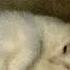 Mascara X Brian Is The Most Beautiful
