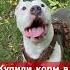 Купили корм на День рождения Amstaff амстафф мотивация шортс деньрождения тренировка собака