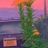 FREE Indie Rock X Bedroom Pop X Dream Pop Type Beat Modern Love