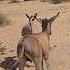 Sound Donkey