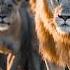Africa S Deadliest Survival Battle The Final Hunting Ground Where The Slow Don T Survive