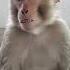 Sudden Scream Monkey Reacts To Something Shocking