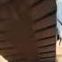Giantess Girl Crushes Brutally An Ant Under Her Boot