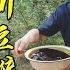 火筵家常 四川家常豆瓣酱传统做法 简单四步骤一看就会第二天就可以吃