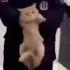 Cat Arrested For Fish Theft In Thailand Funnycat Catcrime