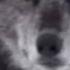 Black Wolf волчья доля