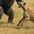 Горилла Vs гиена животные Wildlife горилла