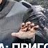 НОВОСТИ ПРОПАГАНДА ПРИГОЖИНА УБИЛИ БРИТАНЦЫ ПУТИНУ ПОДОБРАЛИ СОПЕРНИКОВ НА ВЫБОРЫ ПО ВОЗРАСТУ
