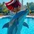 Tiny Dolphin Saved An Entire Village During A Deadly Storm Dolphin Storm Village