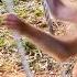 Is This The End For Monkey Kaka The Impact Of Her Disappearance