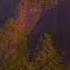 Hello Meteor SEA LIH