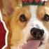 CHRISTMAS FOOD ASMR Topi The Corgi