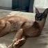 Дикая кошка Каракал нежиться на кровати Cat Lynx Caracal Kitten сервал Https Vip Cats Ru