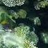 Snorkelling Egypt Red Sea Sharm El Sheikh А теперь плывем за рыбами Египет Красное море