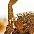 Ijan Zagorsky Shine For You Original Mix