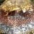 INTIMACY And ROMANCE Orgone Generator Pyramid GOLD SILVER TITANIUM 4 75