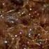 Ants Ingenious Survival Method During Flood Superswarm BBC Earth